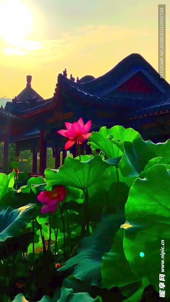 夕阳下的荷花与中式建筑