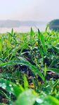 雨后嫩绿草地清新景象