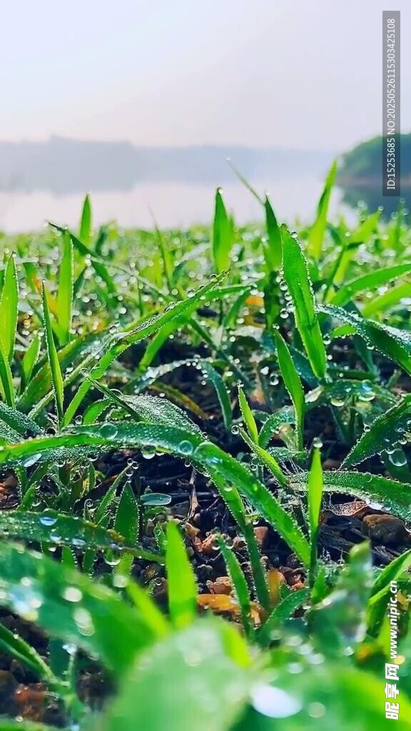 雨后嫩绿草地清新景象
