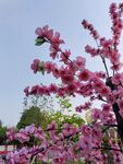 盛开的粉色繁花枝头