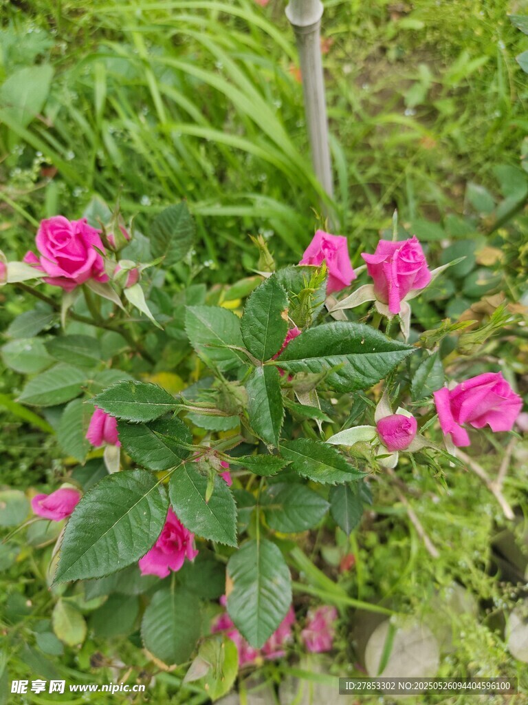 粉色绽放的娇艳月季花