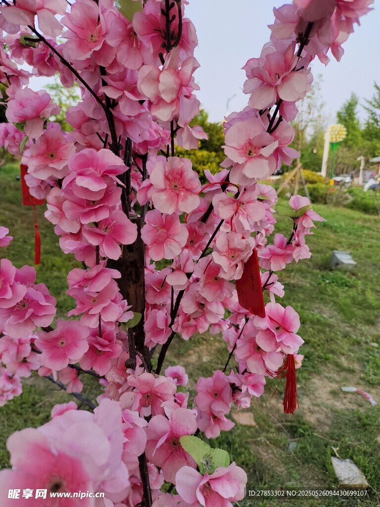 春日绽放的娇艳粉色花朵