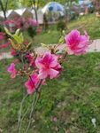 枝头绽放的娇艳粉色花朵
