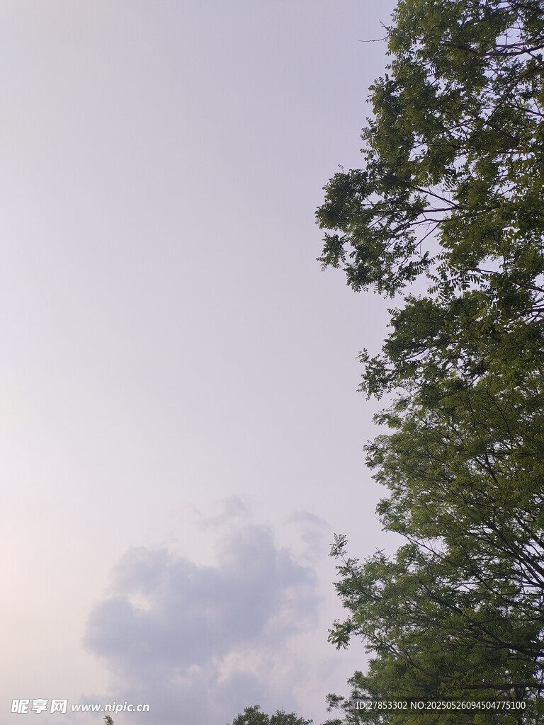 天空下的绿树与云朵