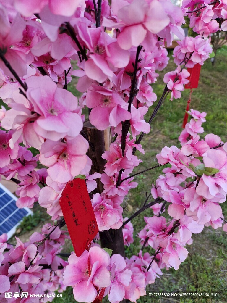 粉色烂漫桃花枝