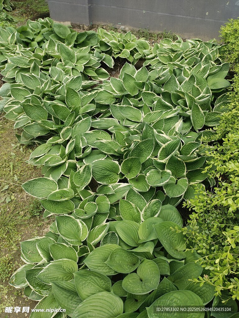 绿叶繁茂的植物景观