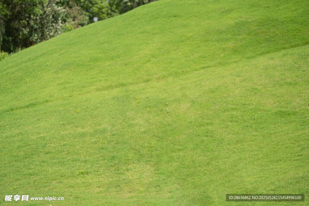 翠绿平整的高尔夫球场草坪