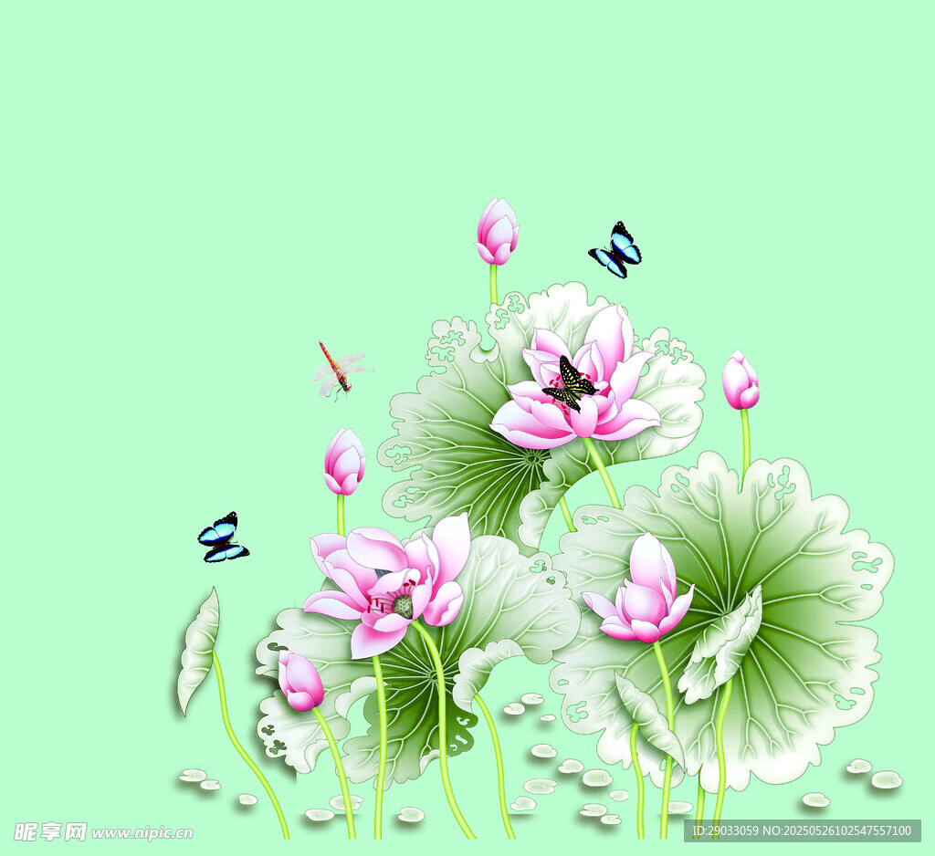 清新荷花绽放图