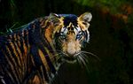 凝视的斑斓猛虎