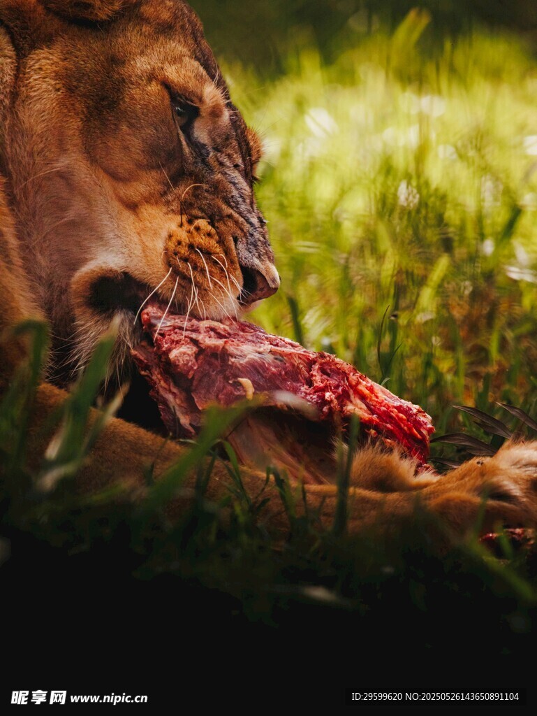 狮子进食场景
