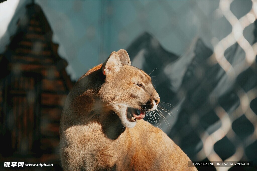 咆哮的猫科动物