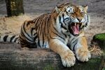 张嘴休憩的斑斓猛虎
