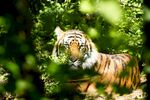 丛林中的斑斓猛虎