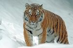 雪地中的威猛老虎