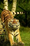 丛林中行走的斑斓猛虎