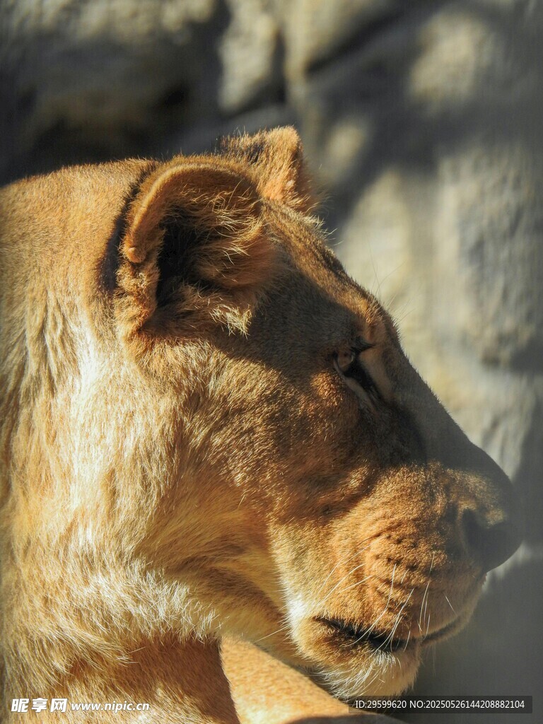 母狮特写