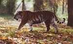 森林中漫步的斑斓猛虎