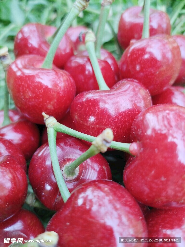 新鲜饱满的红樱桃