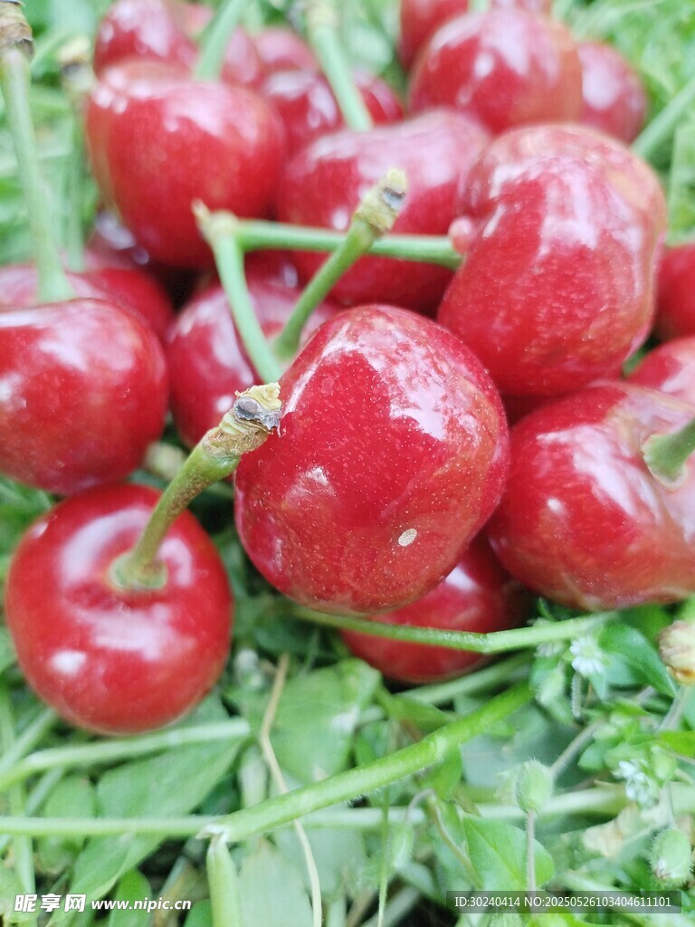 新鲜饱满的红樱桃