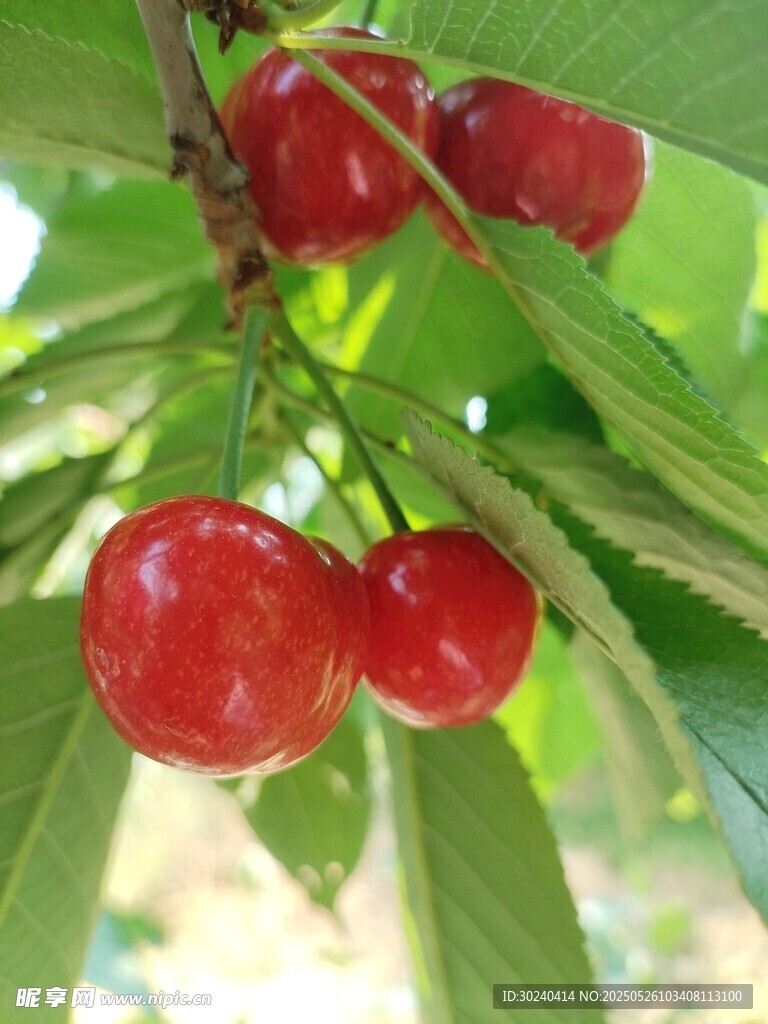 枝头红樱桃 鲜嫩诱人