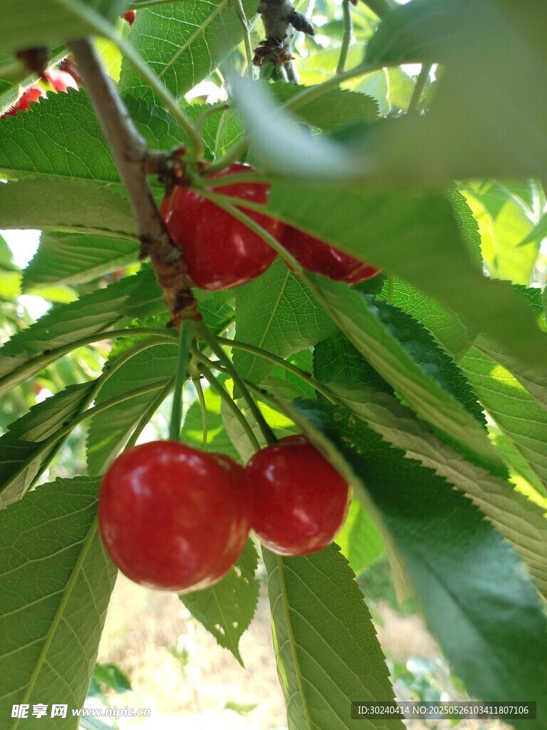 枝头红樱桃