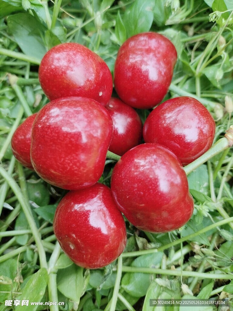 草地上的鲜红樱桃