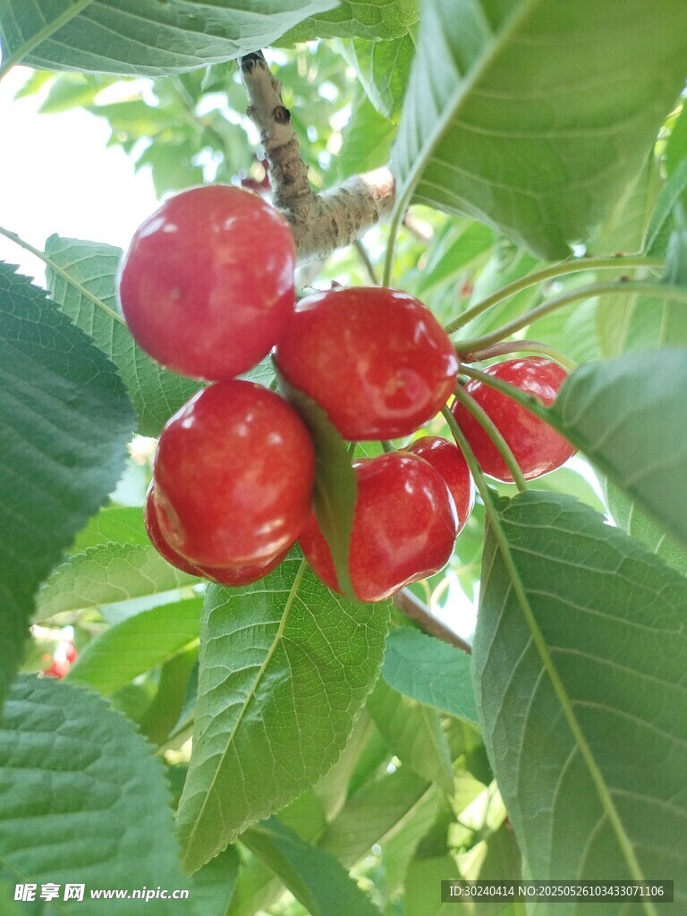 枝头红樱桃