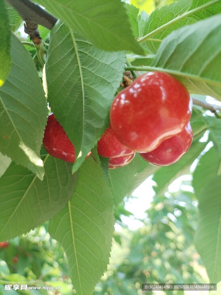 树上鲜红的樱桃