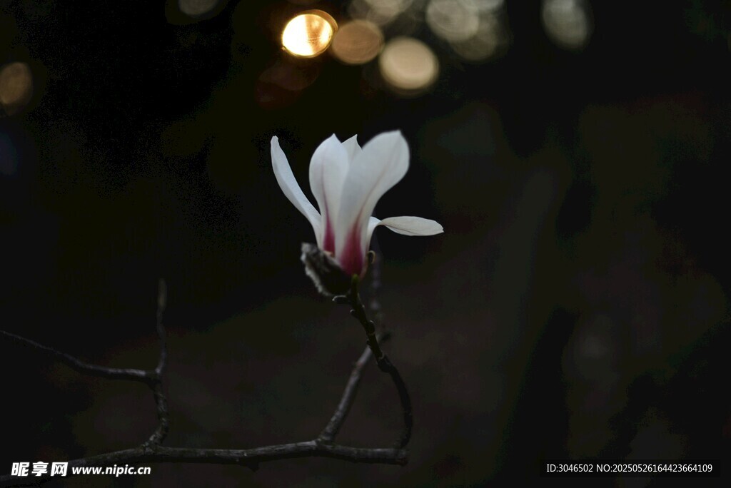 夜中绽放的玉兰花