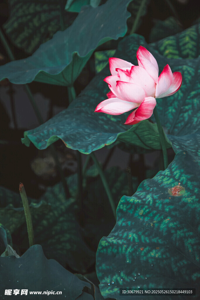 水中绽放的娇艳粉色荷花