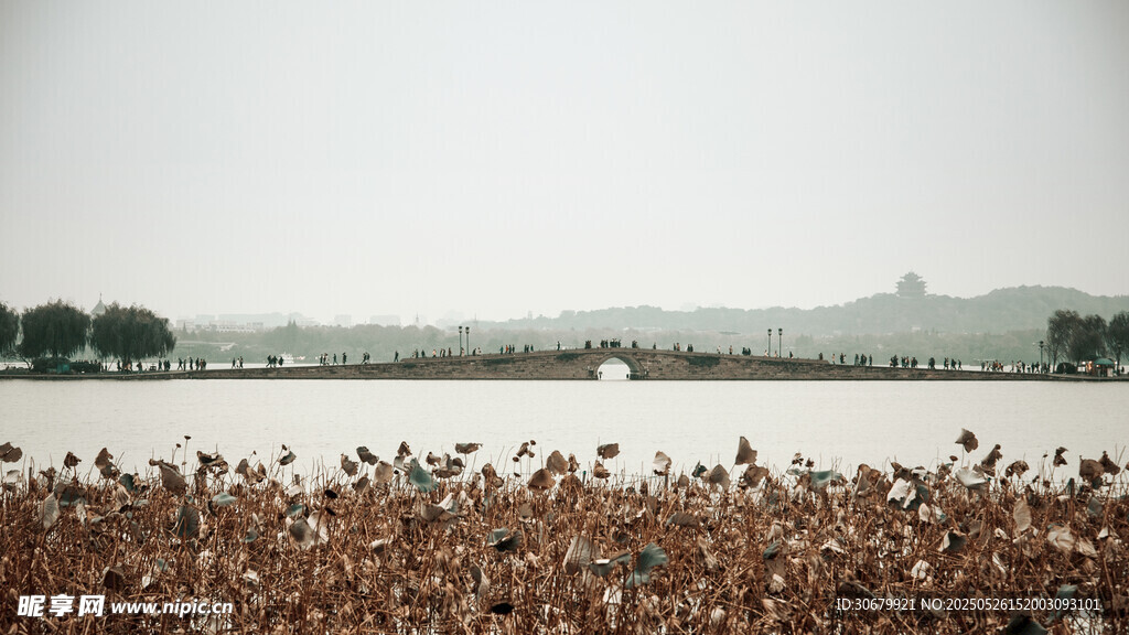 湖畔残荷景