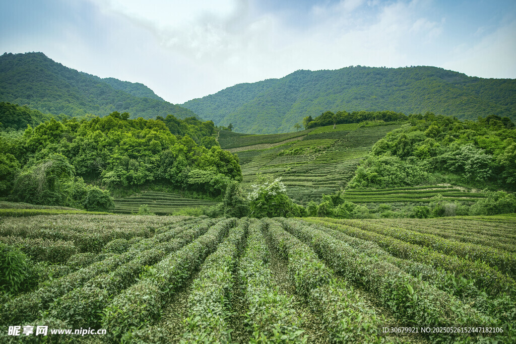 山间茶园美景