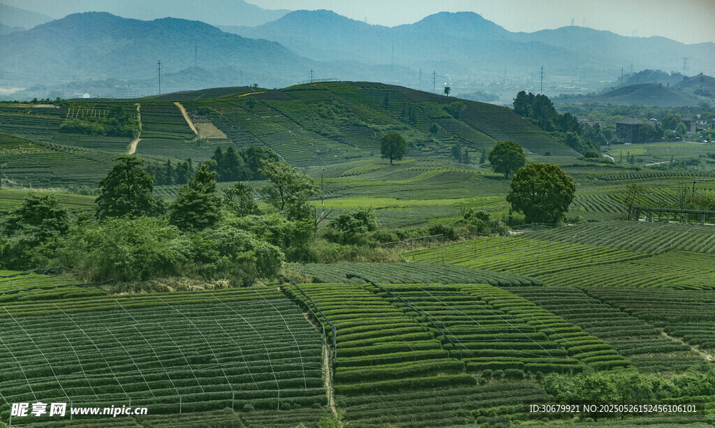 山间茶园美景