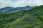青山绿野间的梯田美景
