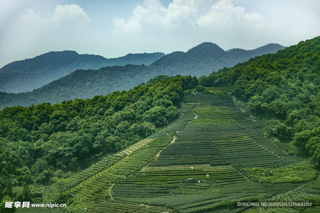 青山绿野间的梯田美景