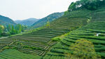 层层叠叠的美丽山间茶园