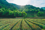 山间茶园美景