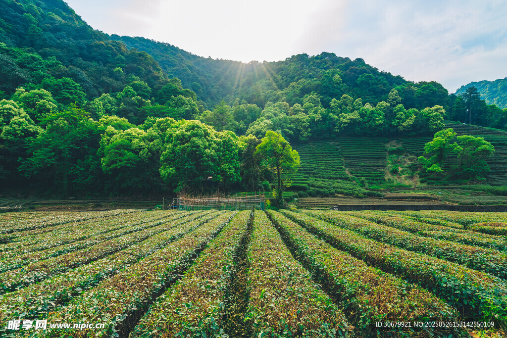 山间茶园美景
