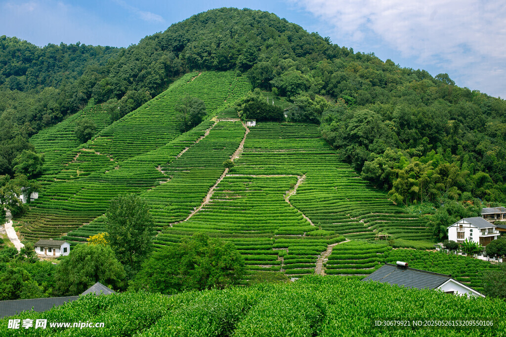 青山绿野间的梯田风光