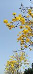 金黄花枝映蓝天风铃花