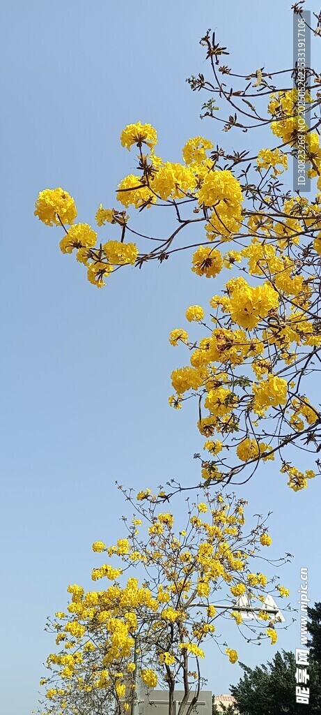 金黄花枝映蓝天风铃花