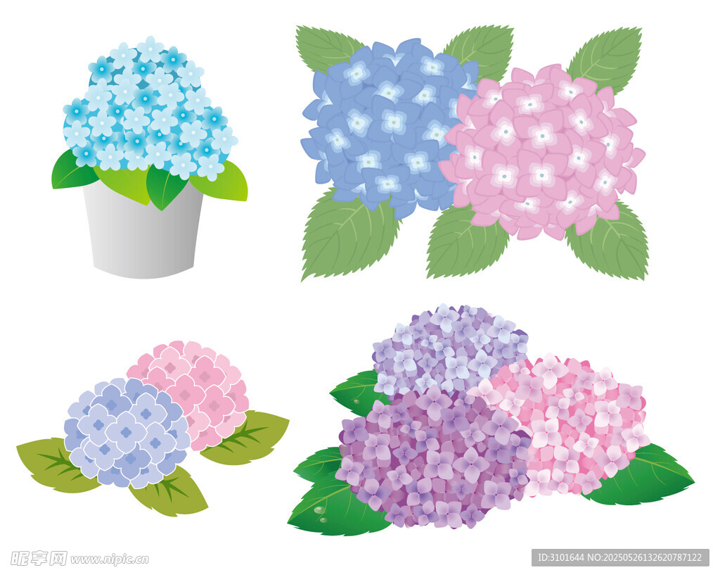 矢量绣球花