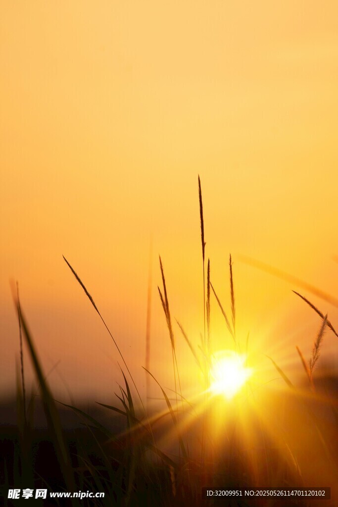 夕阳下的草尖闪耀光芒