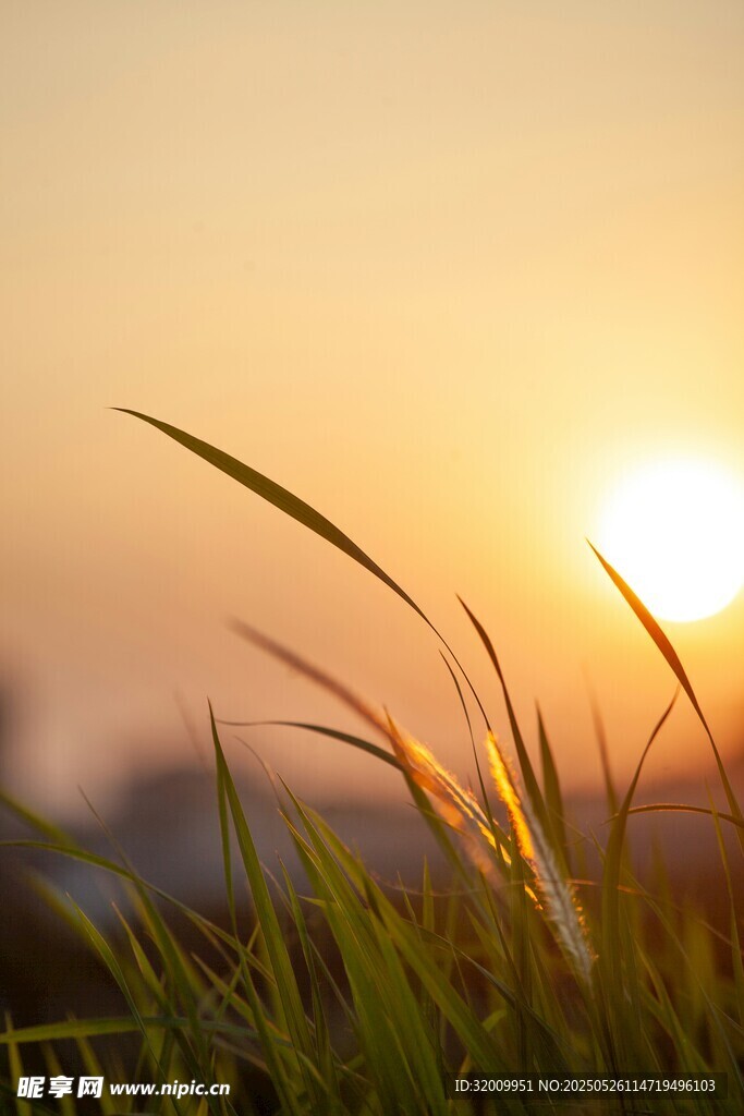 夕阳下的青草
