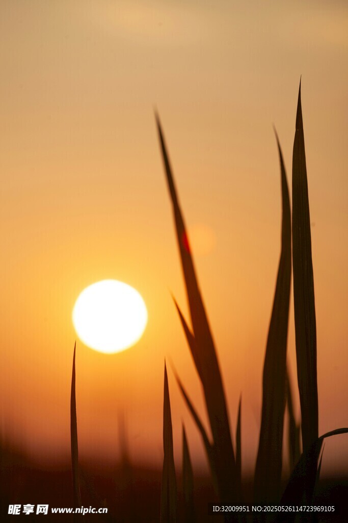 夕阳下的草尖美景