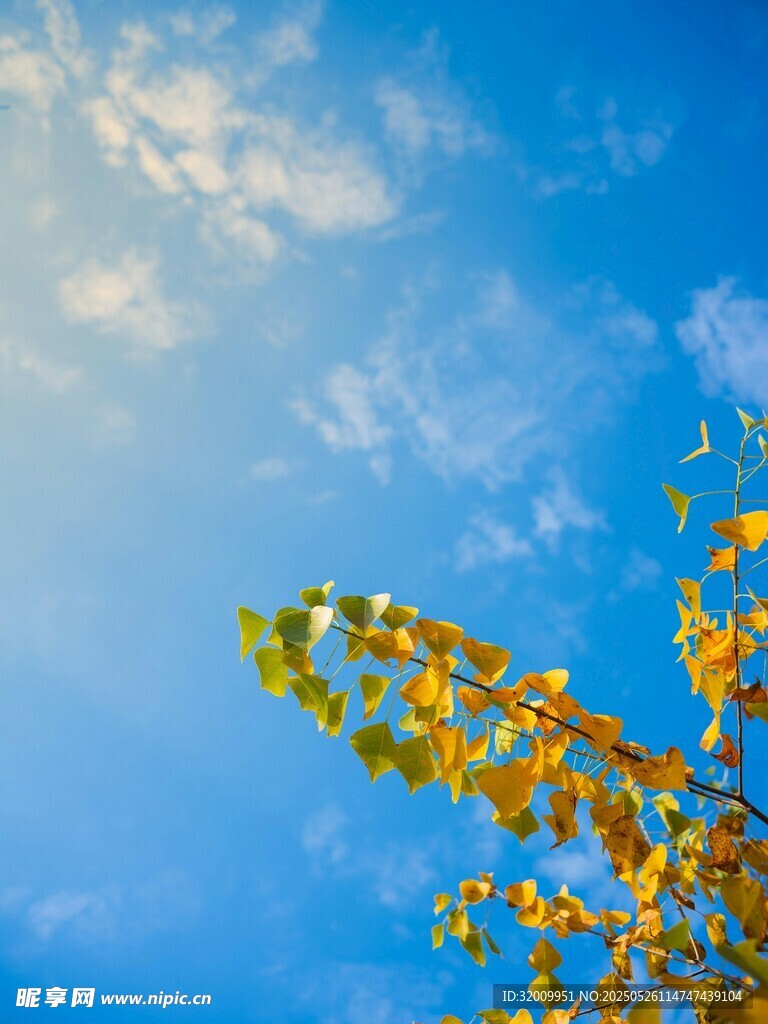蓝天黄叶秋日美好景致