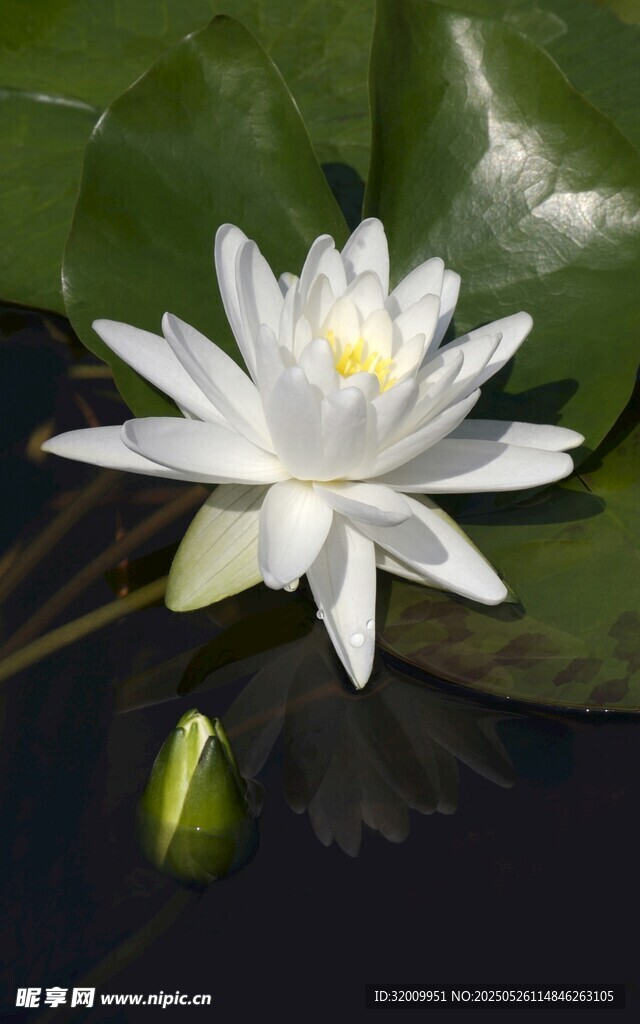 洁白睡莲