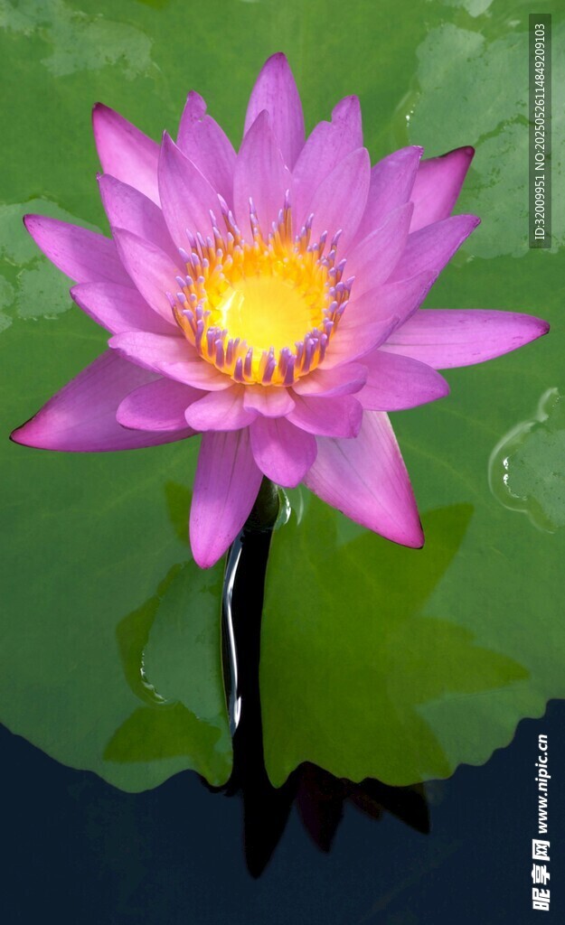紫色睡莲