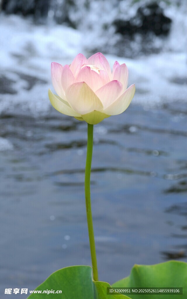 出水芙蓉 清新荷花绽放