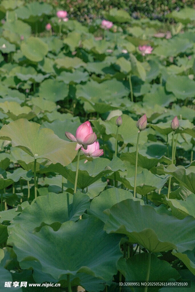 夏日荷塘荷花绽放
